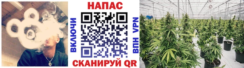 Шишки марихуана конопля Вязники